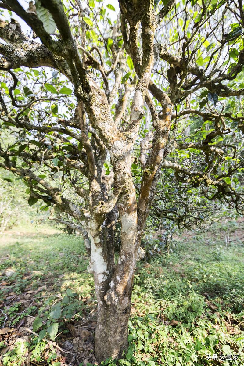 普洱茶树的分类，古树的树龄怎么定义